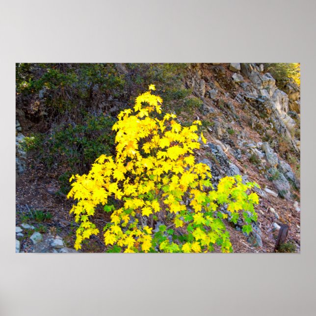 Cores de queda 1 Poster (Frente)