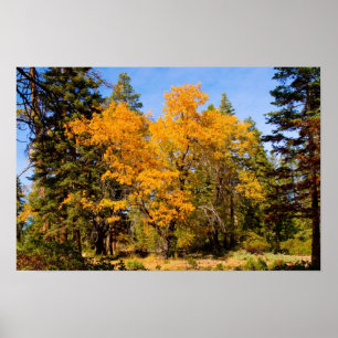 Cores de queda 5 Poster