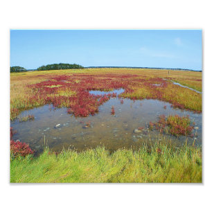 Cores Do Impressão De Fotografia Marsh