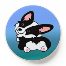Corgão de animais de estimação branco-preto-branco