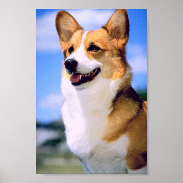 Corgi Poster (Frente)
