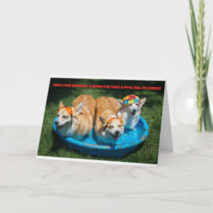 Corgis em um cartão de aniversário de piscina