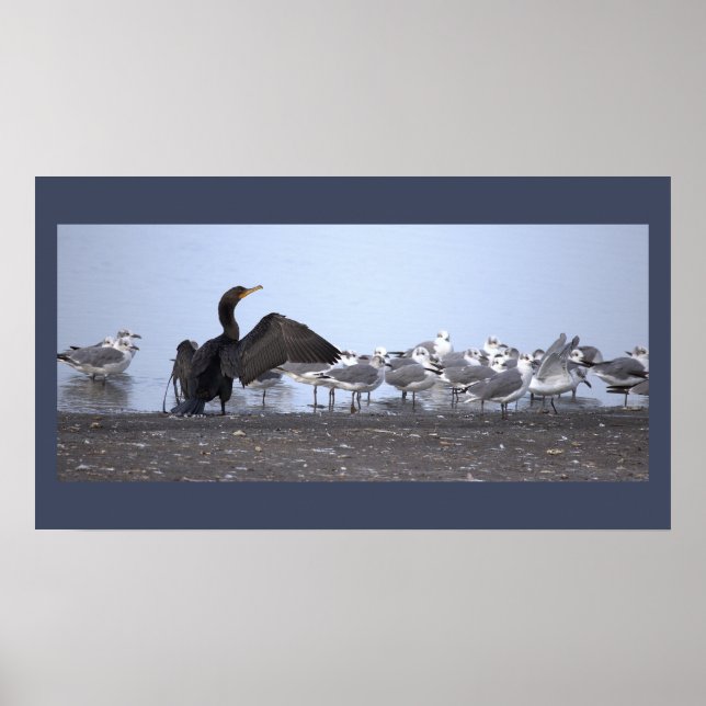 Cormorant with Seagulls Poster (Frente)