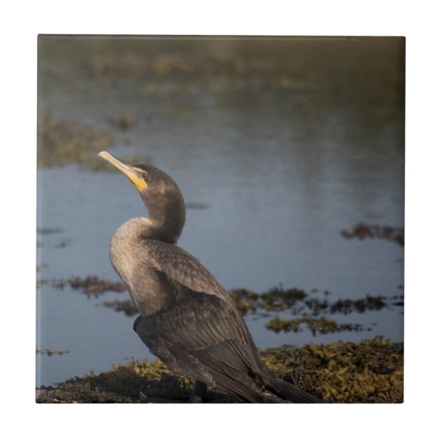 Cormorão de peito duplo (Frente)