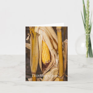 Corn Cobb Sobre O Seu Cartão