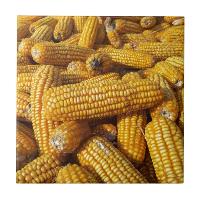 Corn Harvest (Frente)