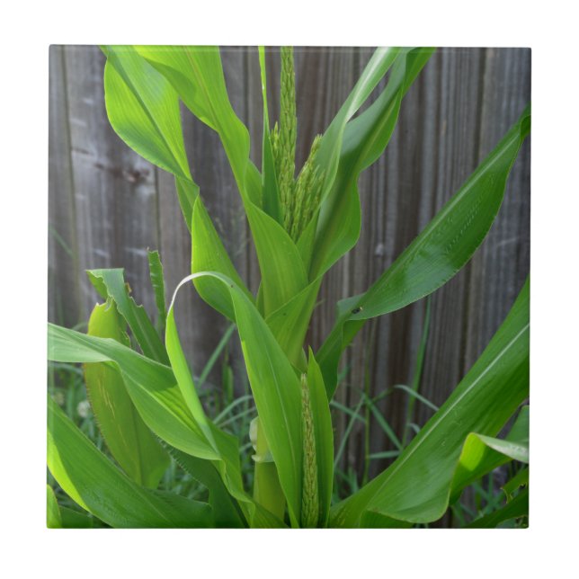 Corn Stalk (Frente)