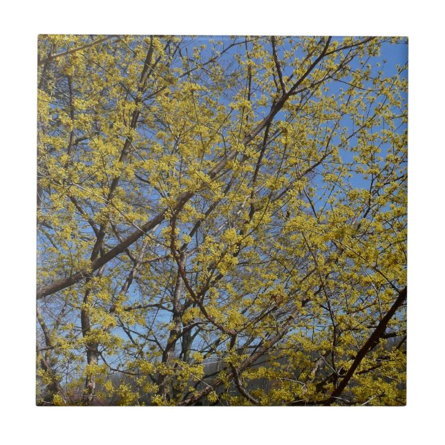 Cornelian Cherry Dogwood e Blue Sky Floral (Frente)