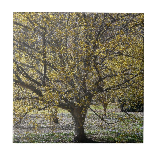 Cornelian Cherry Dogwood e Glória da Neve (Frente)