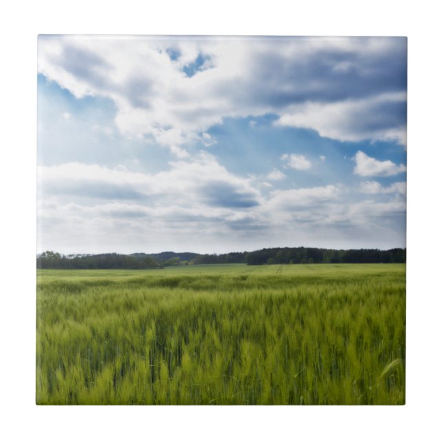 Cornfields Verdes e Céu Azul (Frente)
