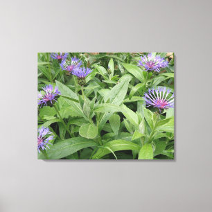 Cornflower Canvas Print