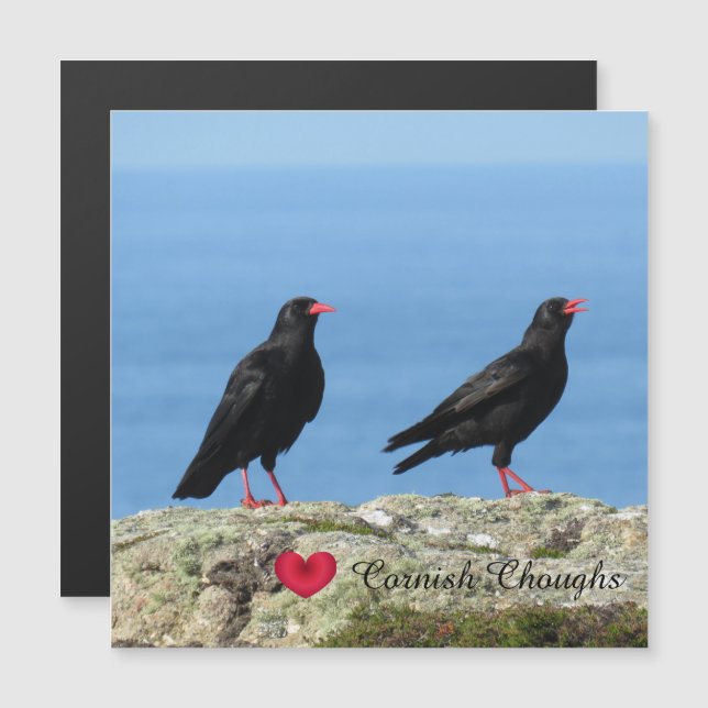 Cornish Choughs (Palores) Pyrhocorax pyrhocorax (Frente/Verso)