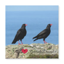 Cornish Choughs (Palores) Pyrhocorax pyrhocorax