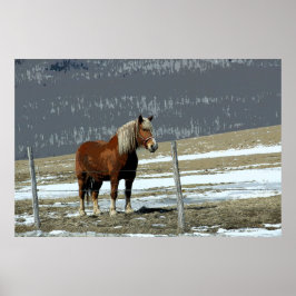 Coroa Belga De Paddock Poster