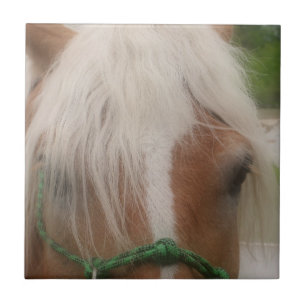 Coroa de Haflinger Cuja Face É