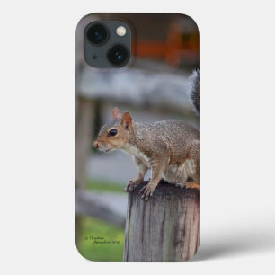 Corpo de esquilo bonito iPhone 6 Case