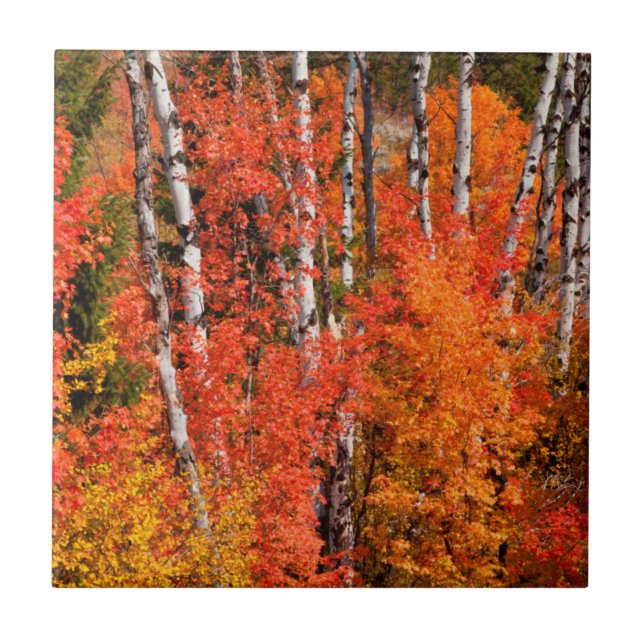 Corpo Vermelho (Acer Rubra) E Suspensões (Frente)