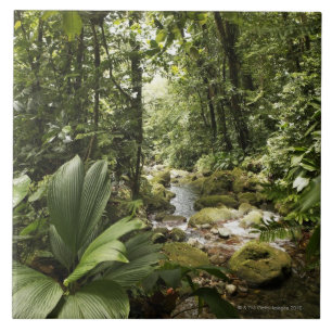 córrego na floresta húmida, Dominica