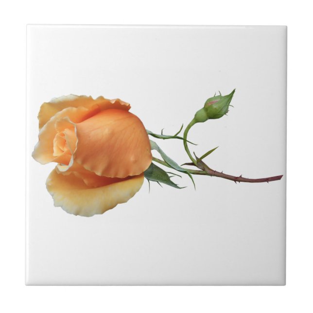 Corte de rosa solteiro (Frente)