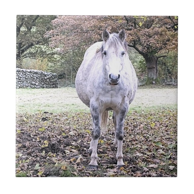 CORTE HORSE (Frente)