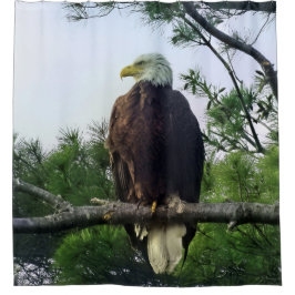 Cortina Para Box Águia Cálida madura empoleirada na Árvore Evergree