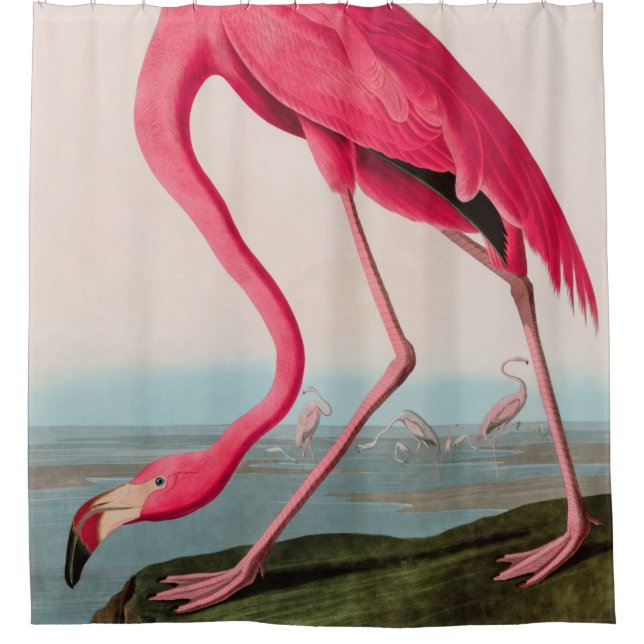 Cortina Para Box American Flamingo Birds of America Audubon Impress (Frente)