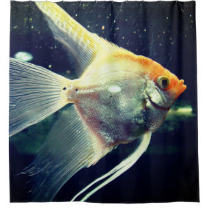 Cortina Para Box Angel Fish