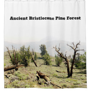 Cortina Para Box Antiga Floresta de Pinus Bristlecone na Califórnia