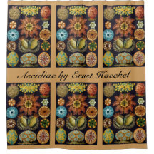 Ascidiae por Ernst Haeckel, Animais Marinhos Antig