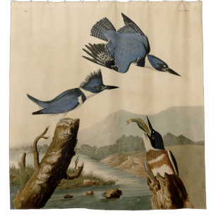 Cortina Para Box Audubon Belfisher Kingfisher Wildlife Bird
