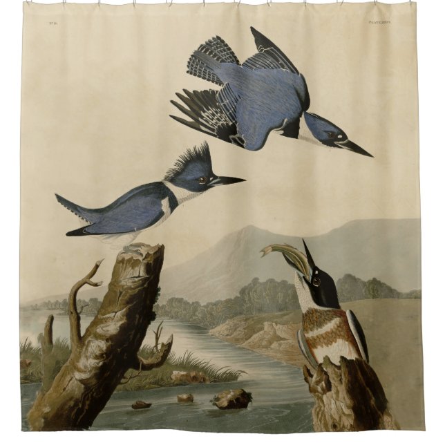 Cortina Para Box Audubon Belfisher Kingfisher Wildlife Bird (Frente)