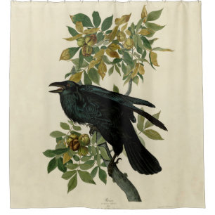 Cortina Para Box Audubon Raven Bird Classic Trabalho de arte