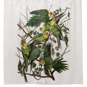 Cortina Para Box Audubon's Carolina Parakeet