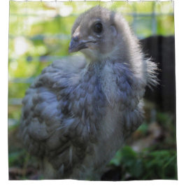 Cortina Para Box Bluebell