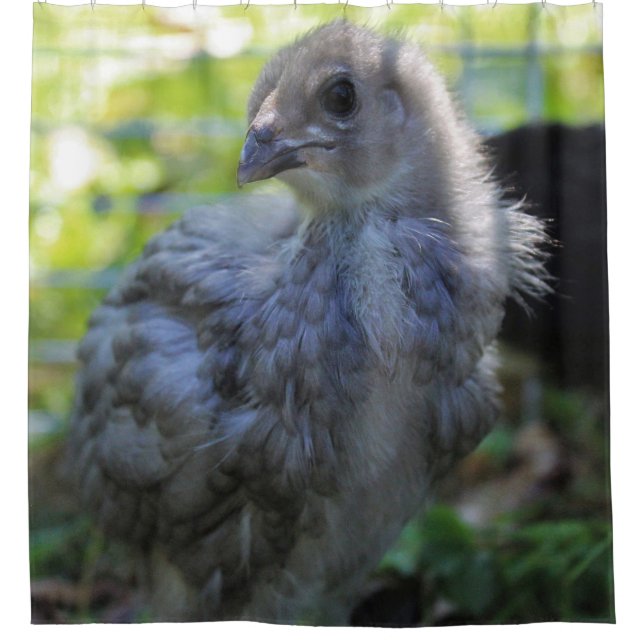 Cortina Para Box Bluebell (Frente)