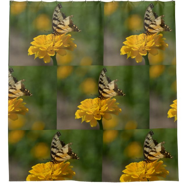 Cortina Para Box Borboleta De Cântaro Na Zinnia (Frente)