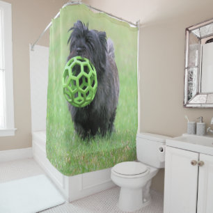Cortina Para Box Cairn terrier