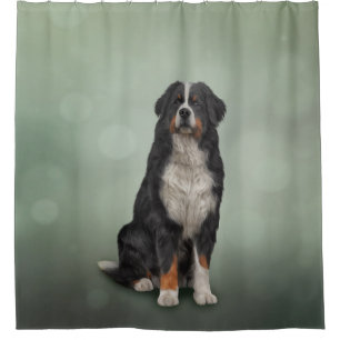 Cortina Para Box Cão da Montanha Bernês