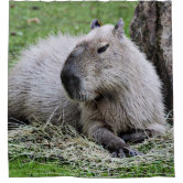 Bandeja Óptica desenho animado de capybara ukulele