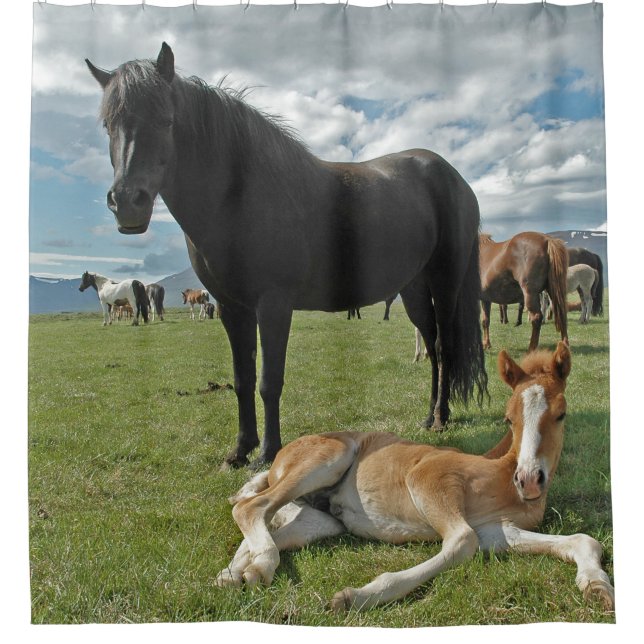 Cortina Para Box Cavalos (Frente)