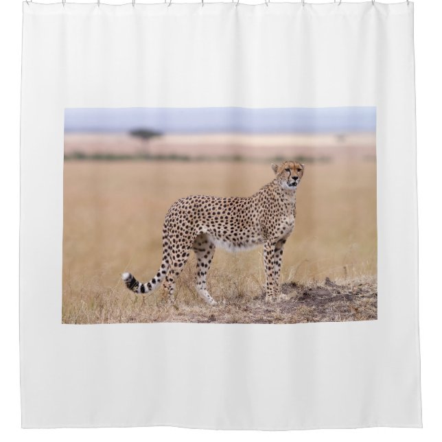 Cortina Para Box Cheetah (Frente)