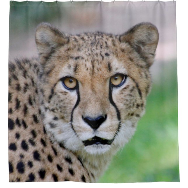 Cortina Para Box Cheetah 009 (Frente)