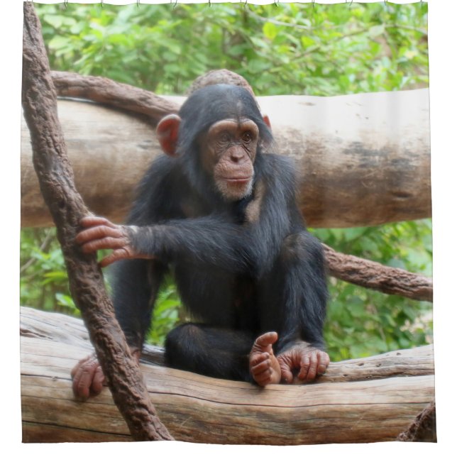 Cortina Para Box Chimpanzee 001 (Frente)