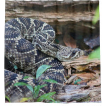 Cobra Cascavel na Natureza