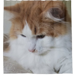 Cortina Para Box Contemplação do Gatinho (Rico Felino): Foto Cat