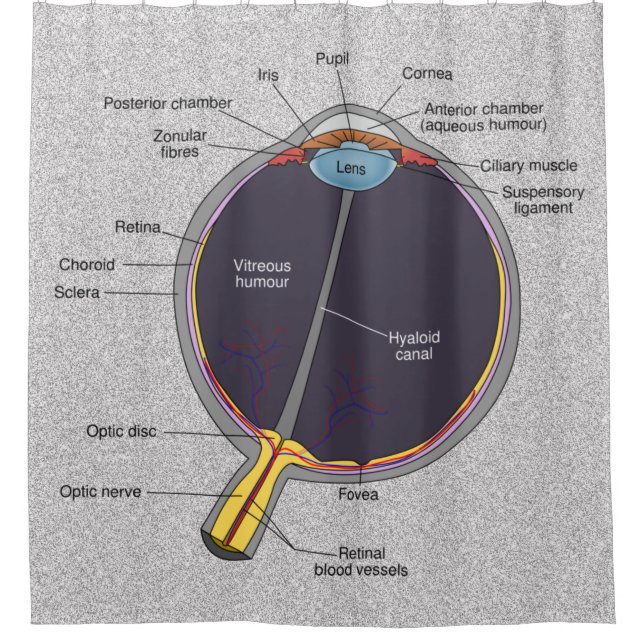 Cortina Para Box Cortina de Chá de Anatomia Ocular (Frente)