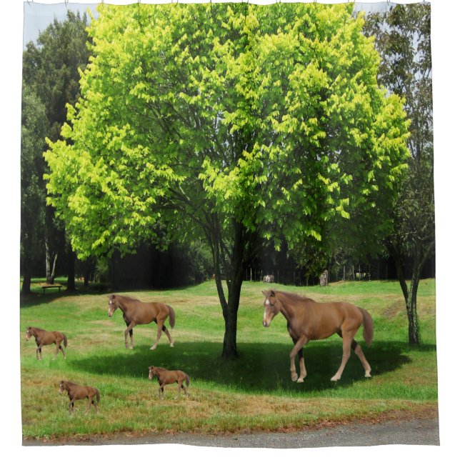 Cortina Para Box Cortina de chá para cavalos para crianças (Frente)