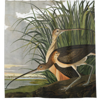 Cortina Para Box Curlew de bico longo por Audubon Vintage Marsh Bir