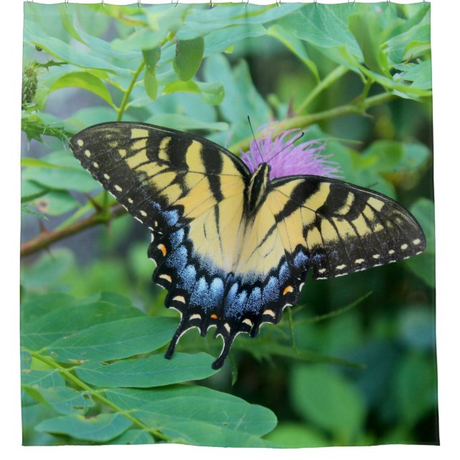 Cortina Para Box Eastern Tiger Swallowtail Butterfly (Frente)