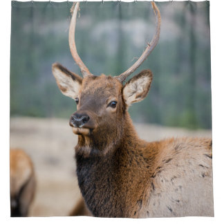 CORTINA PARA BOX ELK NO PARQUE NACIONAL DA MONTANHA DE ROCKY - ELK